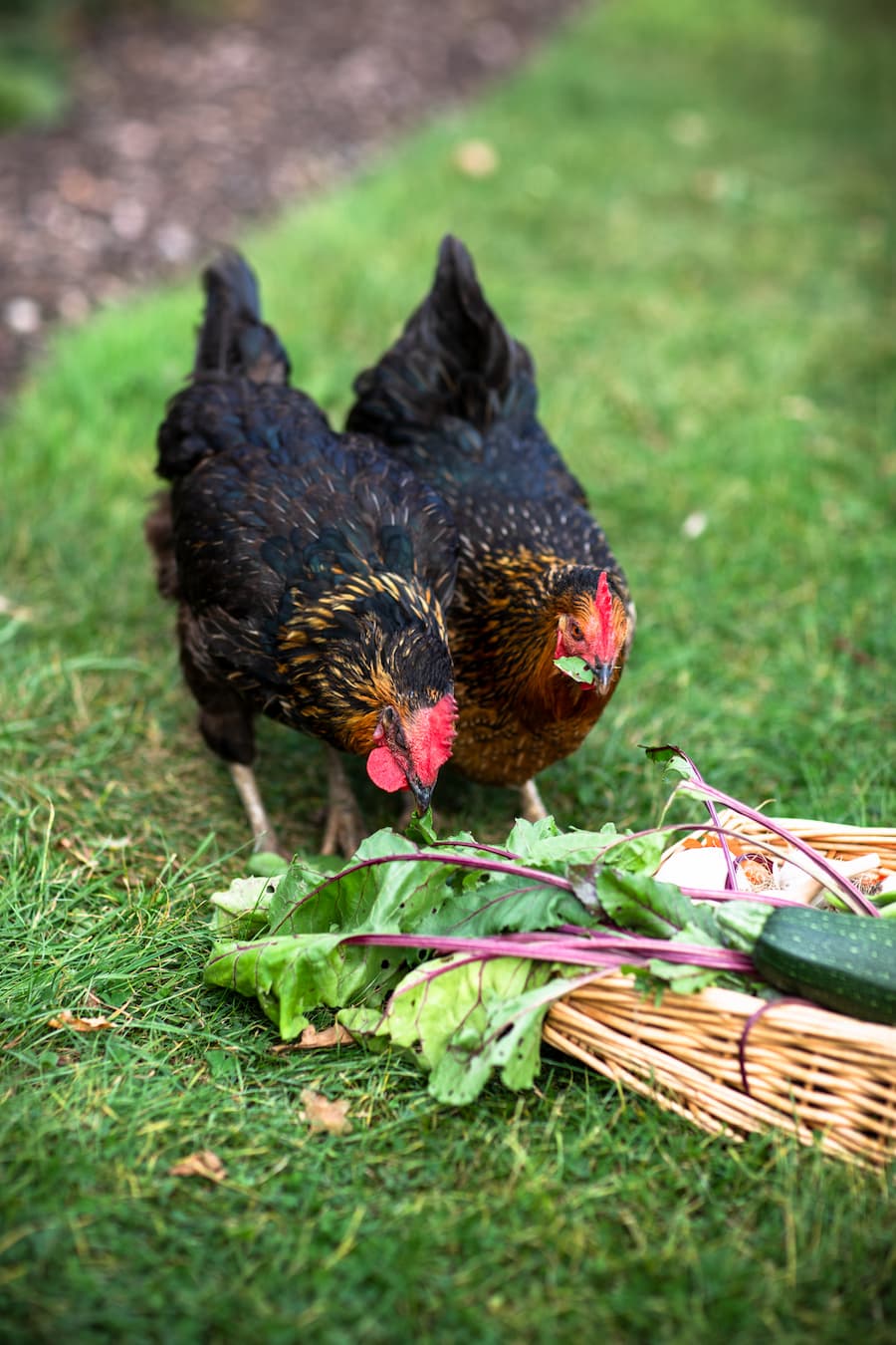 Two black hens eating from a basket of home-grown veggies