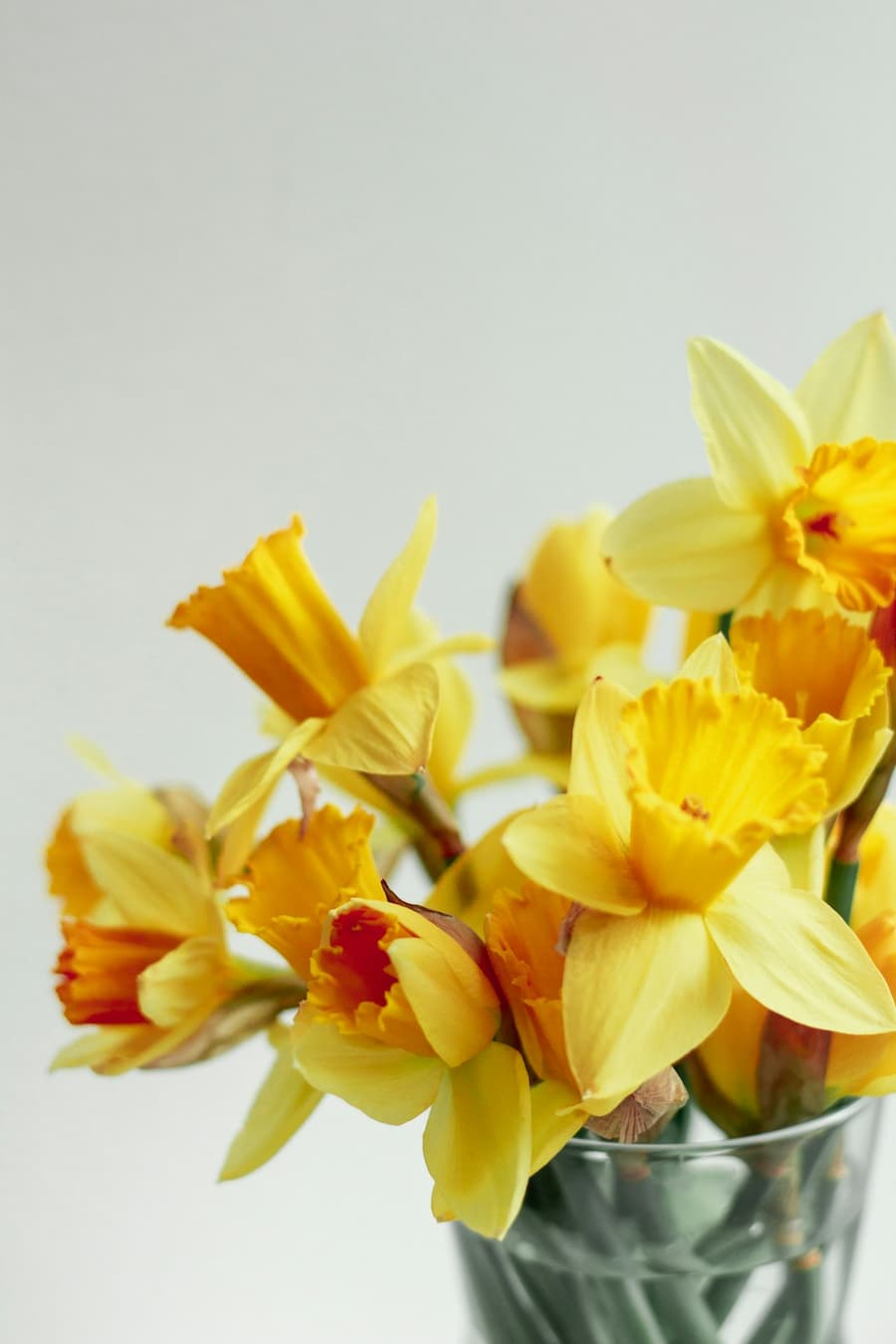 bunch of brightly coloured daffodils