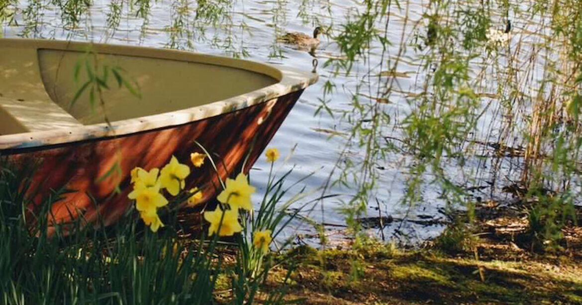 Small rowing boat on a lake, with a weeping willow tree on the left and daffodils in the foreground. The daffodils are bright yellow and are growing in a clump near the water’s edge. The water is calm and there is a duck swimming in the background. The overall mood of the image is peaceful and serene.